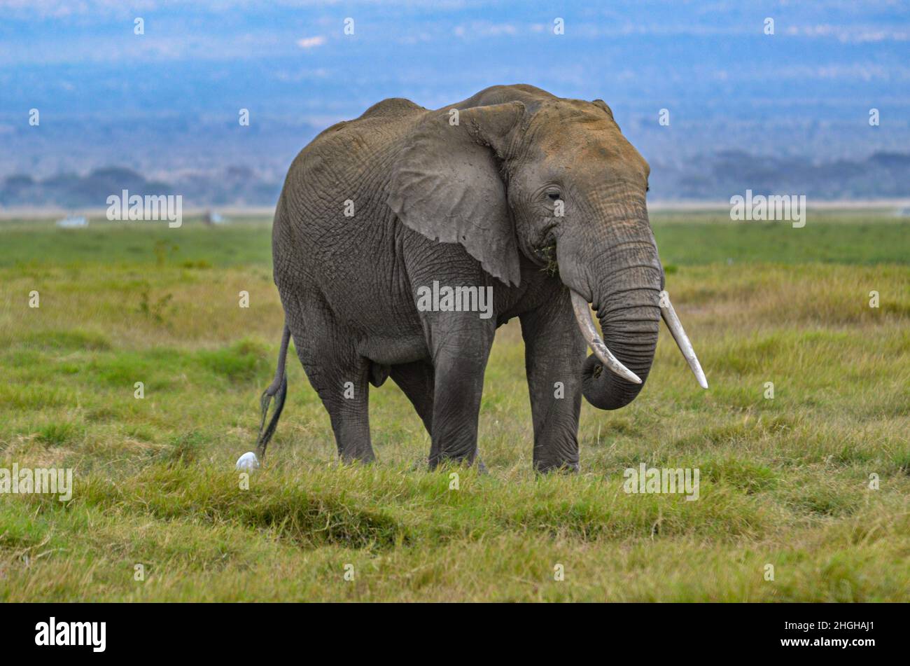Elephant in the African Savannah of Amboseli. Stock Photo