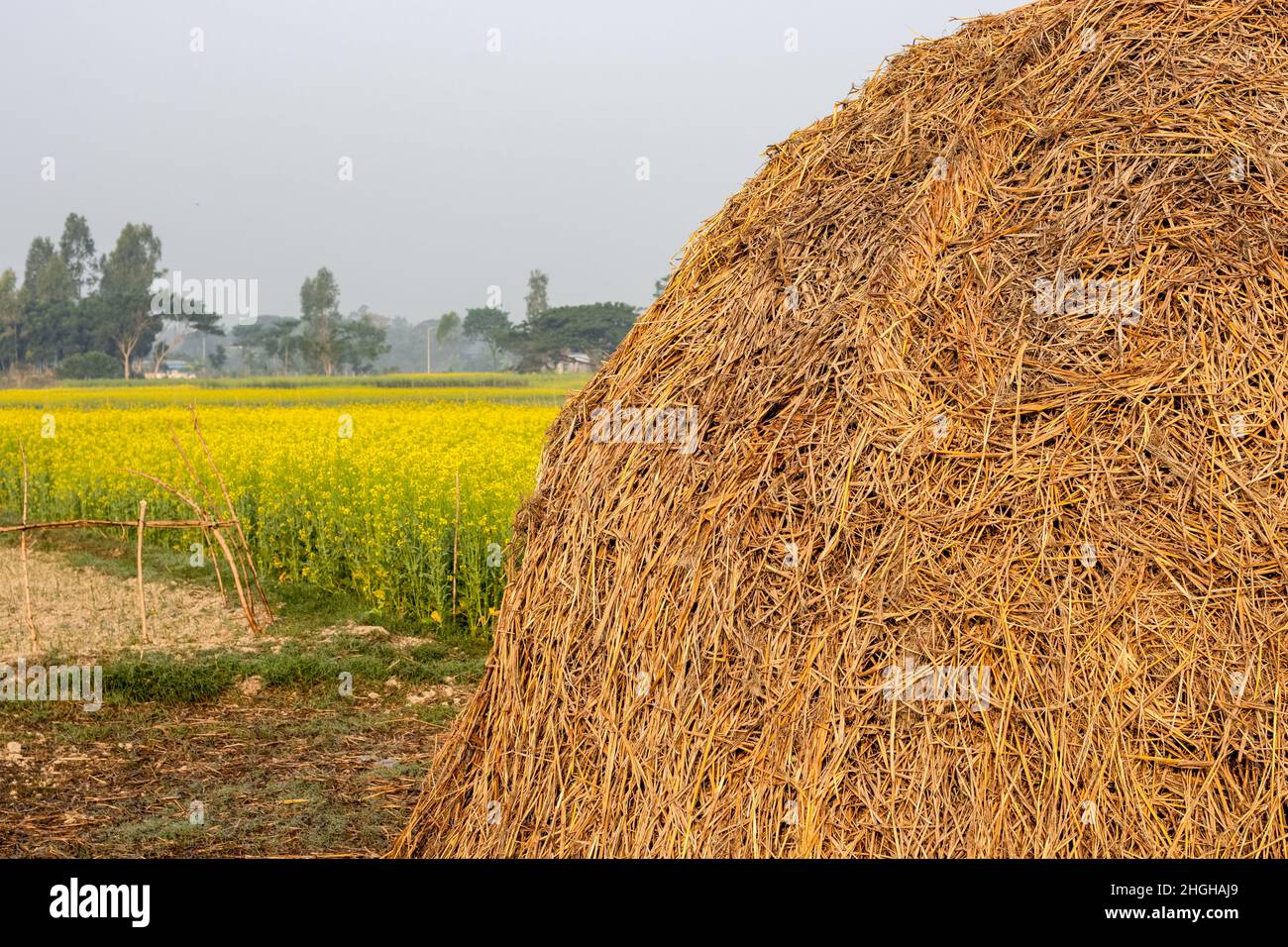 Straw heap near the mustard field in the rural village close up shot