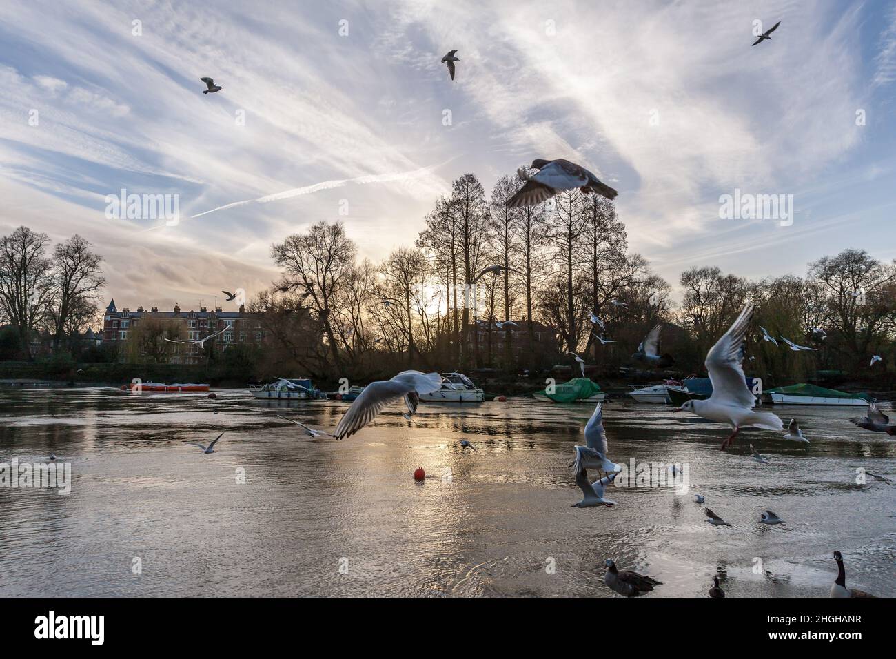 Sunset view of seagulls flyng over the river Thames with winter trees Richmond London Stock Photo