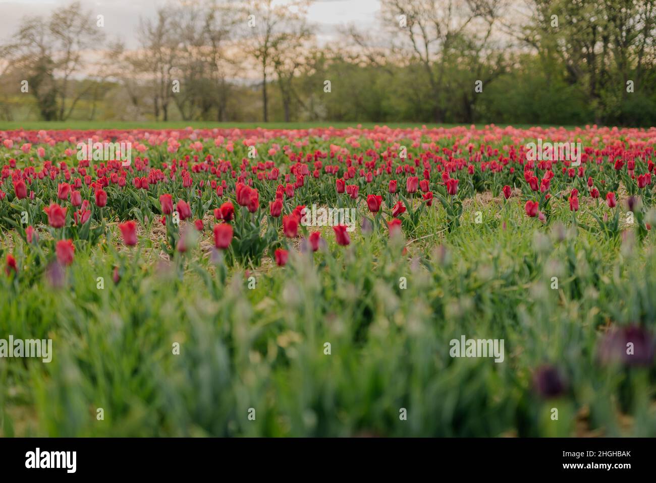 Beautiful Red Tulips Blooming on Field Agriculture Stock Photo - Alamy