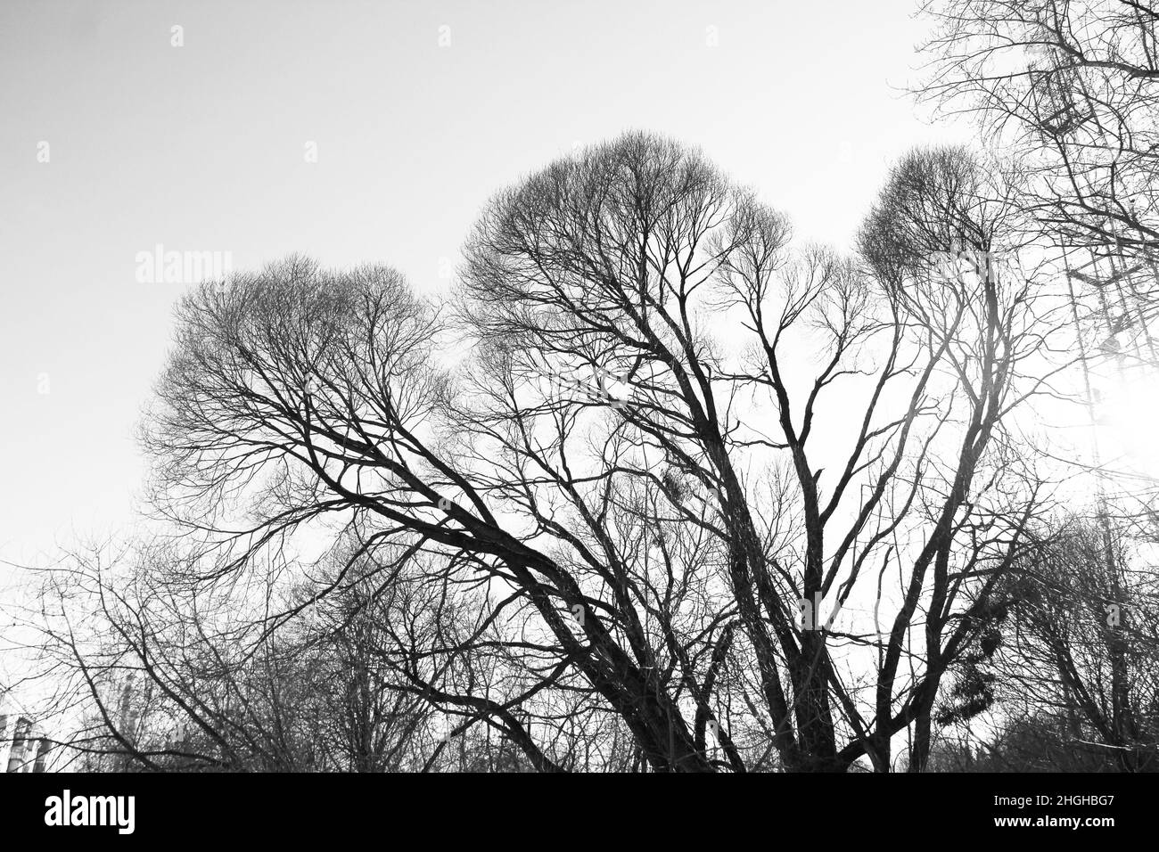 Black silhouette of a tree without leaves against a light sky, black and white monochrome stock photo with empty space for text.  Stock Photo