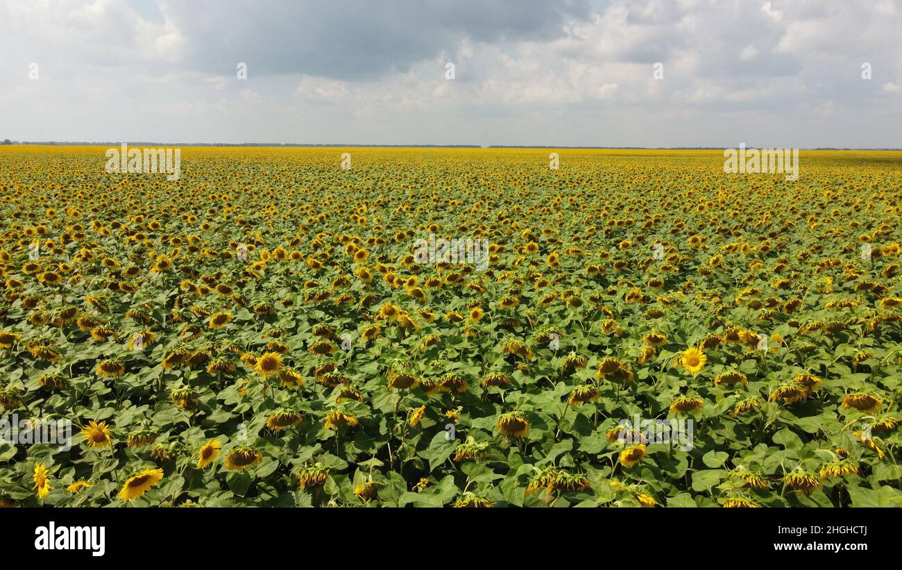 A field of sunflowers under a cloudy sky Stock Photo - Alamy