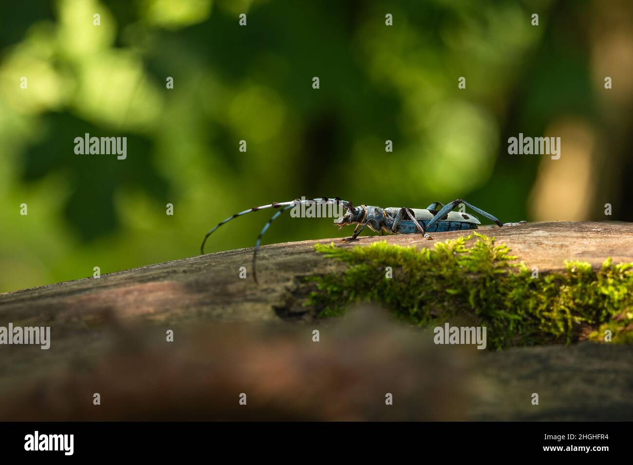 Close up image of the Alpine Longicorn, a blue beetle with black spots, sitting in the shadow of leaves on a tree trunk covered with moss. Stock Photo