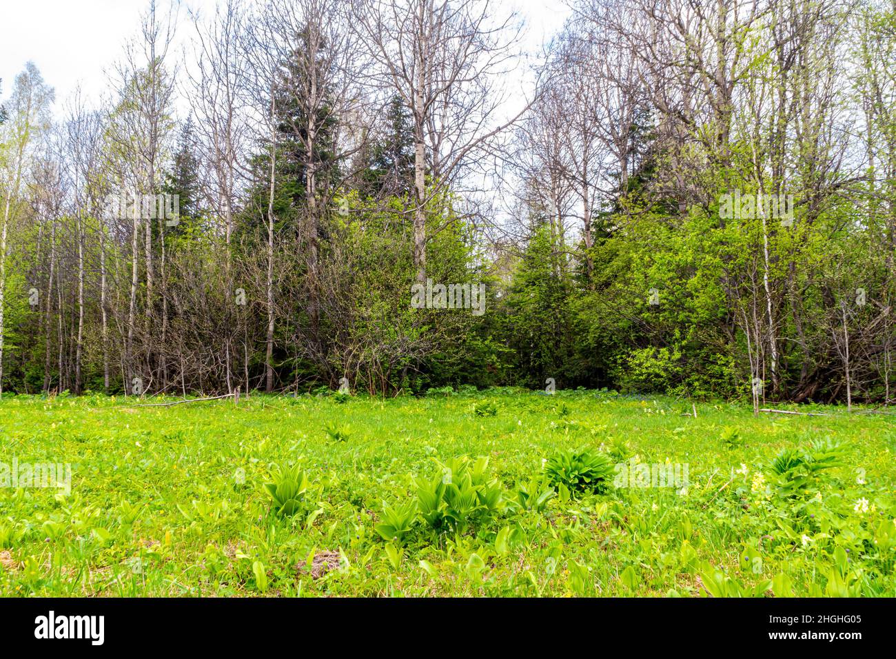 a large clearing with young grass and the first flowers among the taiga - forests with deciduous and coniferous trees, selective focus Stock Photo