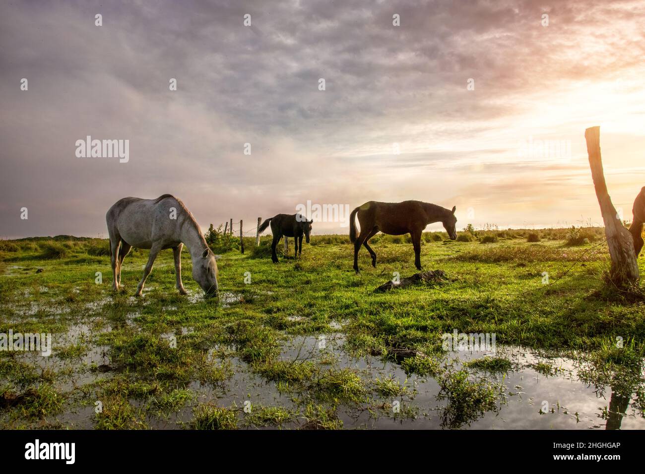 animals and landscapes representative of Colombian flora and fauna