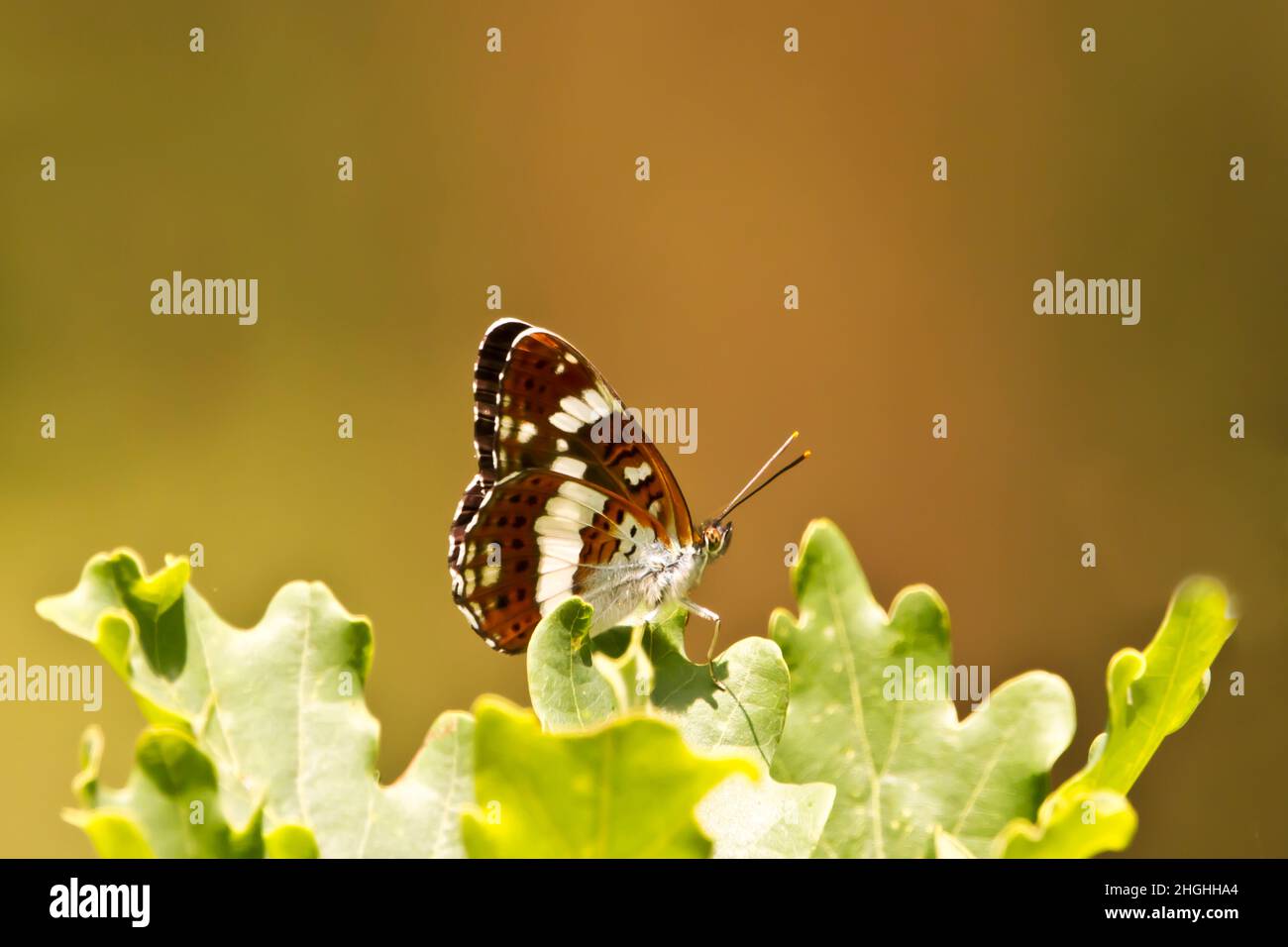 White admiral butterfly (Limenitis Camilla), underwings on show with a lovely clear background. Stock Photo