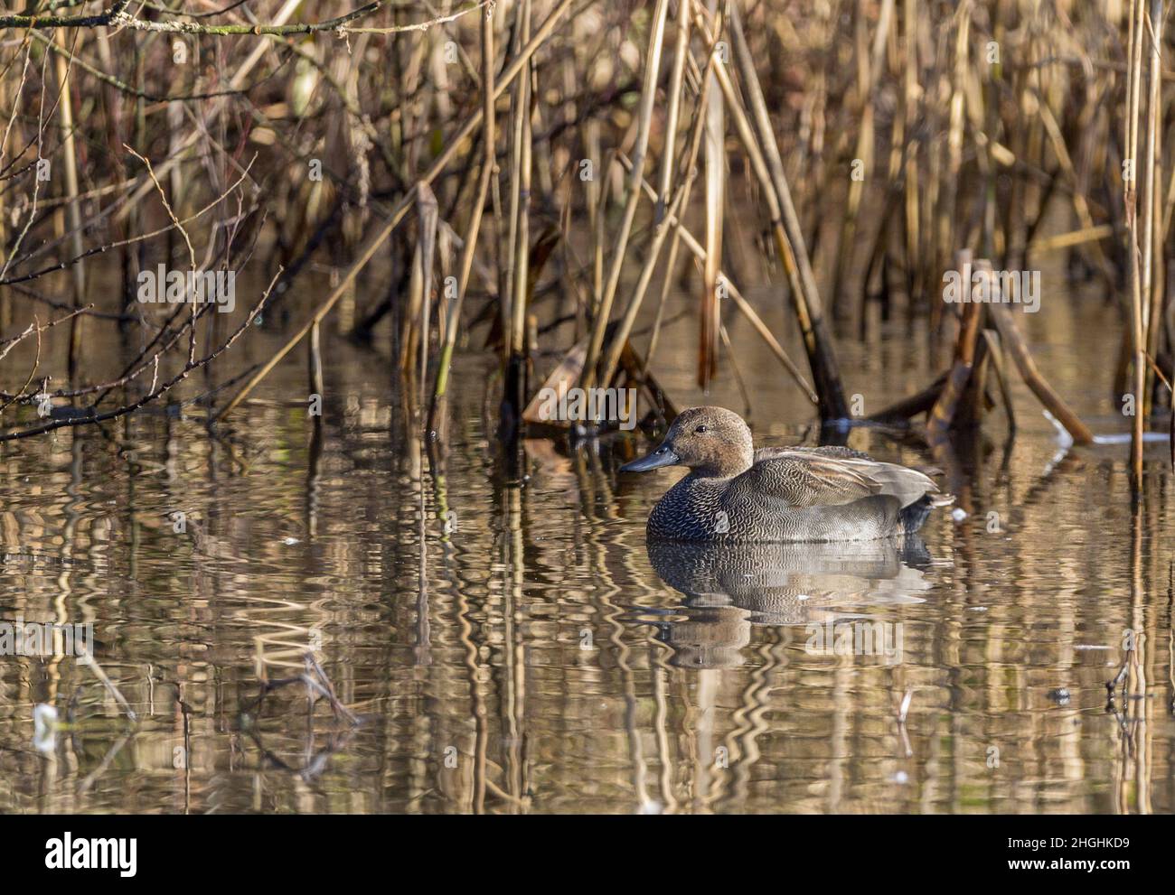 Gadwall (Anas strepera) male bird by reeds, black bill light brown head  black tail coverts red brown black and white wing patches plumage grey brown Stock Photo