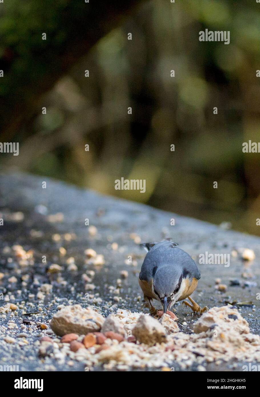 Nuthatch (Sitta europaea) blue grey upper parts orange buff underside black stripe through eye short tail long pointed bill white cheeks Stock Photo