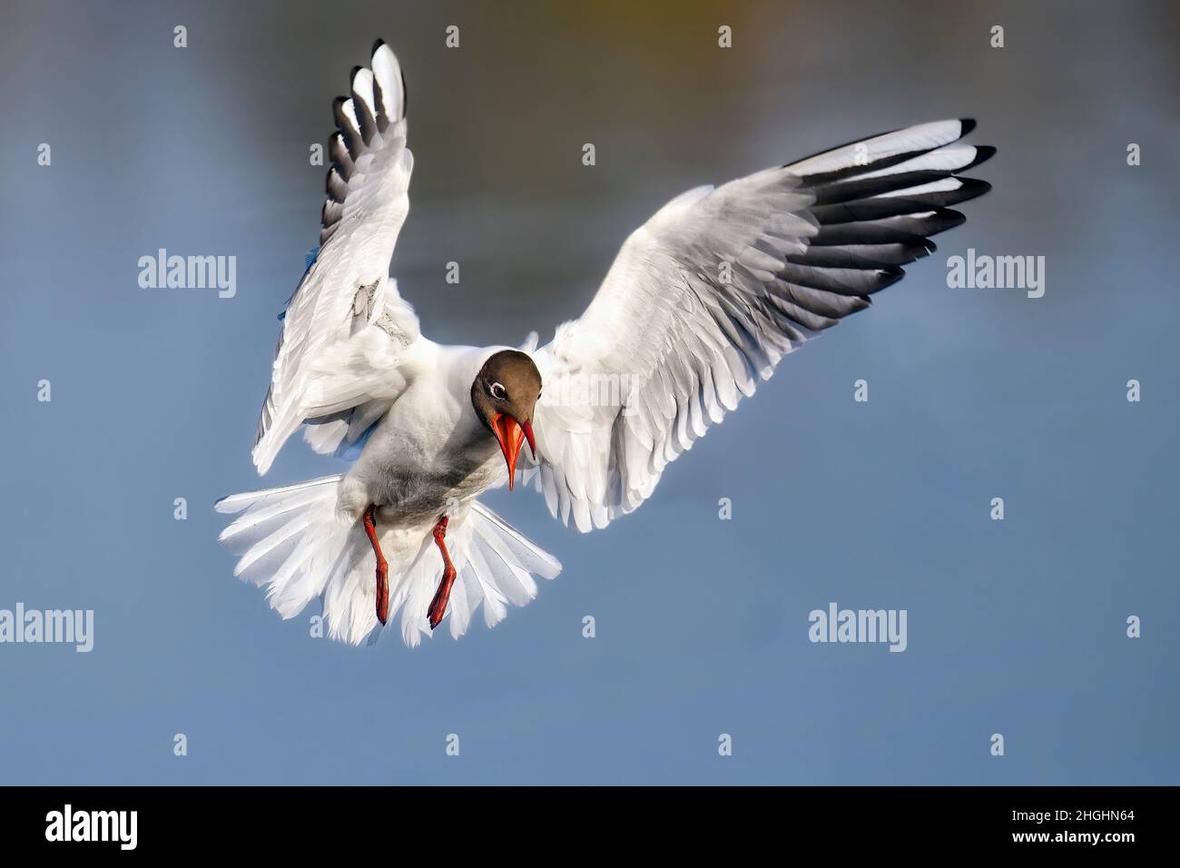 Slightly angry Black-headed Gull in flight Stock Photo