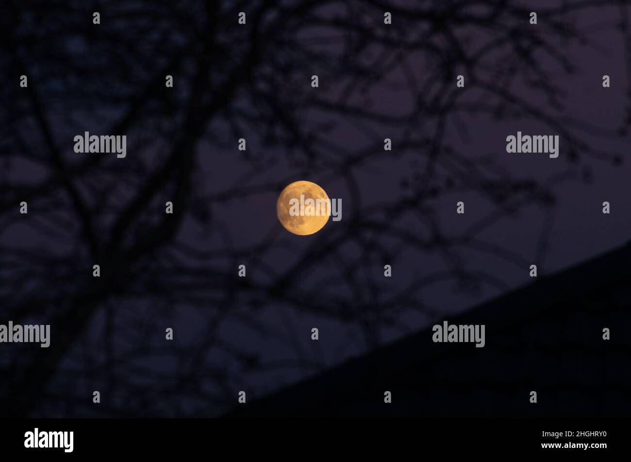 Moon Rising Through Trees Full moon through trees in hi-res stock photography and images - Alamy