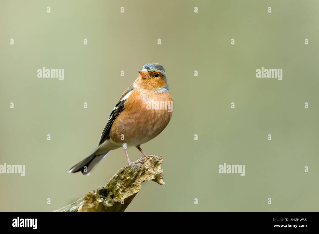 Close up of a male Chaffinch perched on a broken branch and facing forwards in winter.  Scientific name: Fringilla coelebs.  Clean, green background. Stock Photo