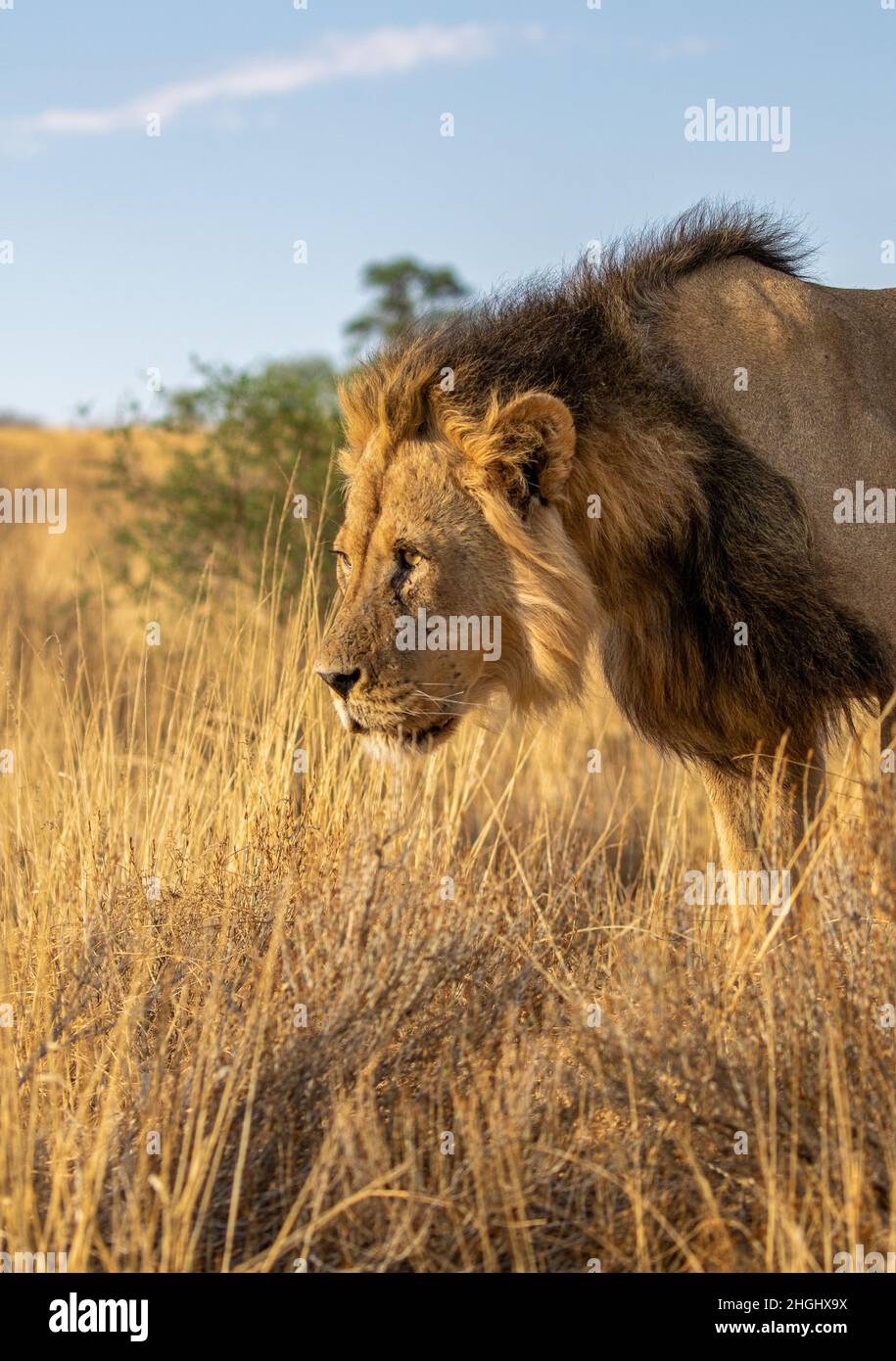 black-maned-lion-in-the-kgalagadi-stock-photo-alamy