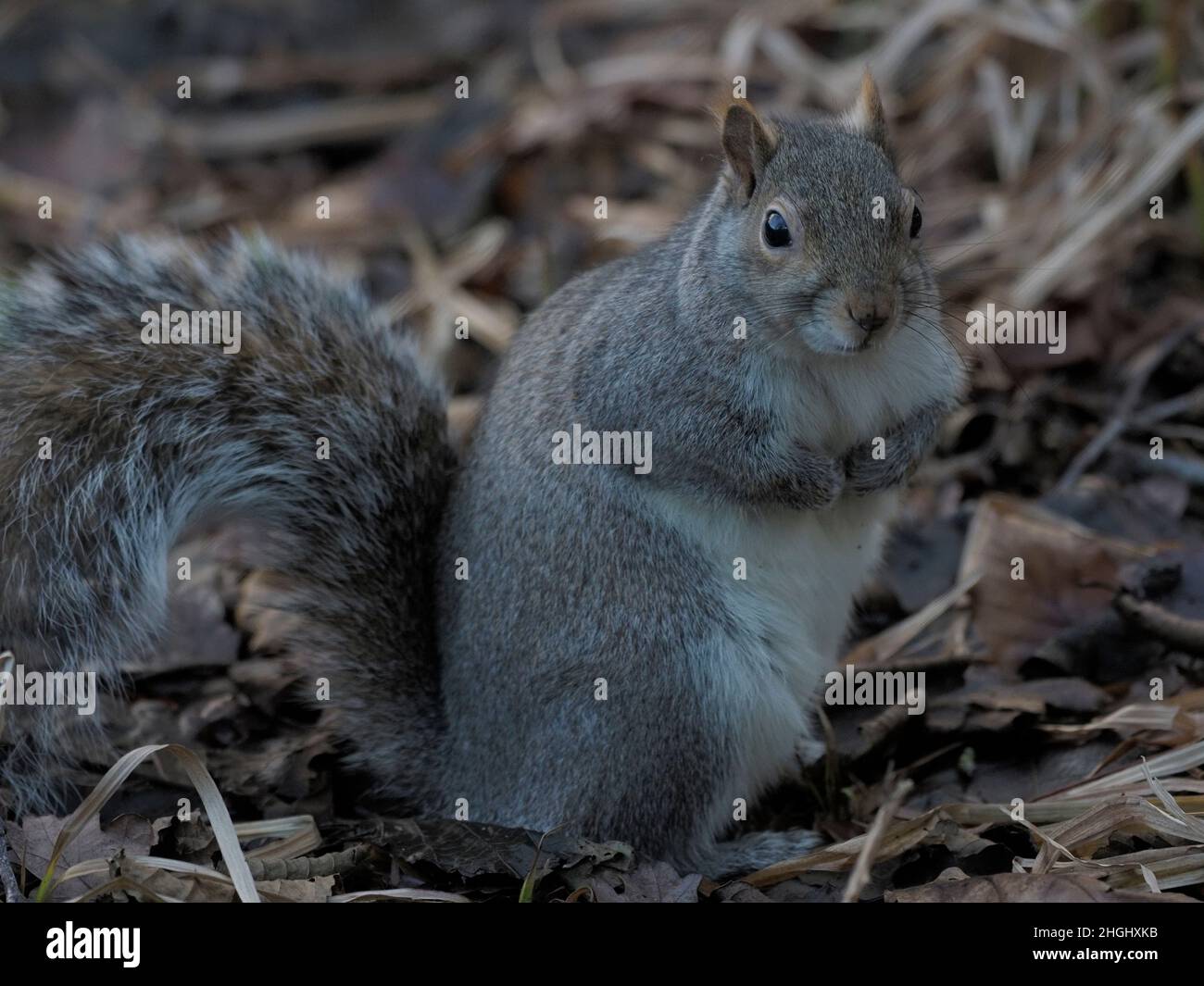 Gray Squirrel in Rozelle Park Ayr Stock Photo