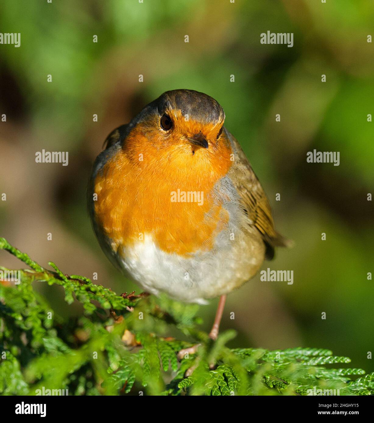 Robin perched on a pine tree in Rozelle Park Ayr, Scotland Stock Photo