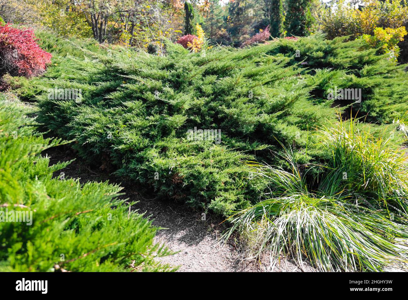 Bushes of Japanese garden juniper in park Stock Photo Alamy