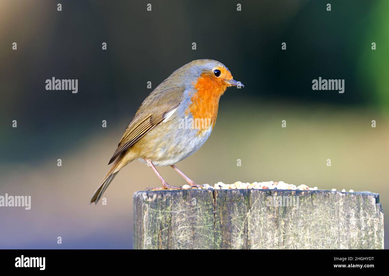 Robin perched on a gatepost in Rozelle Park Ayr, Scotland Stock Photo