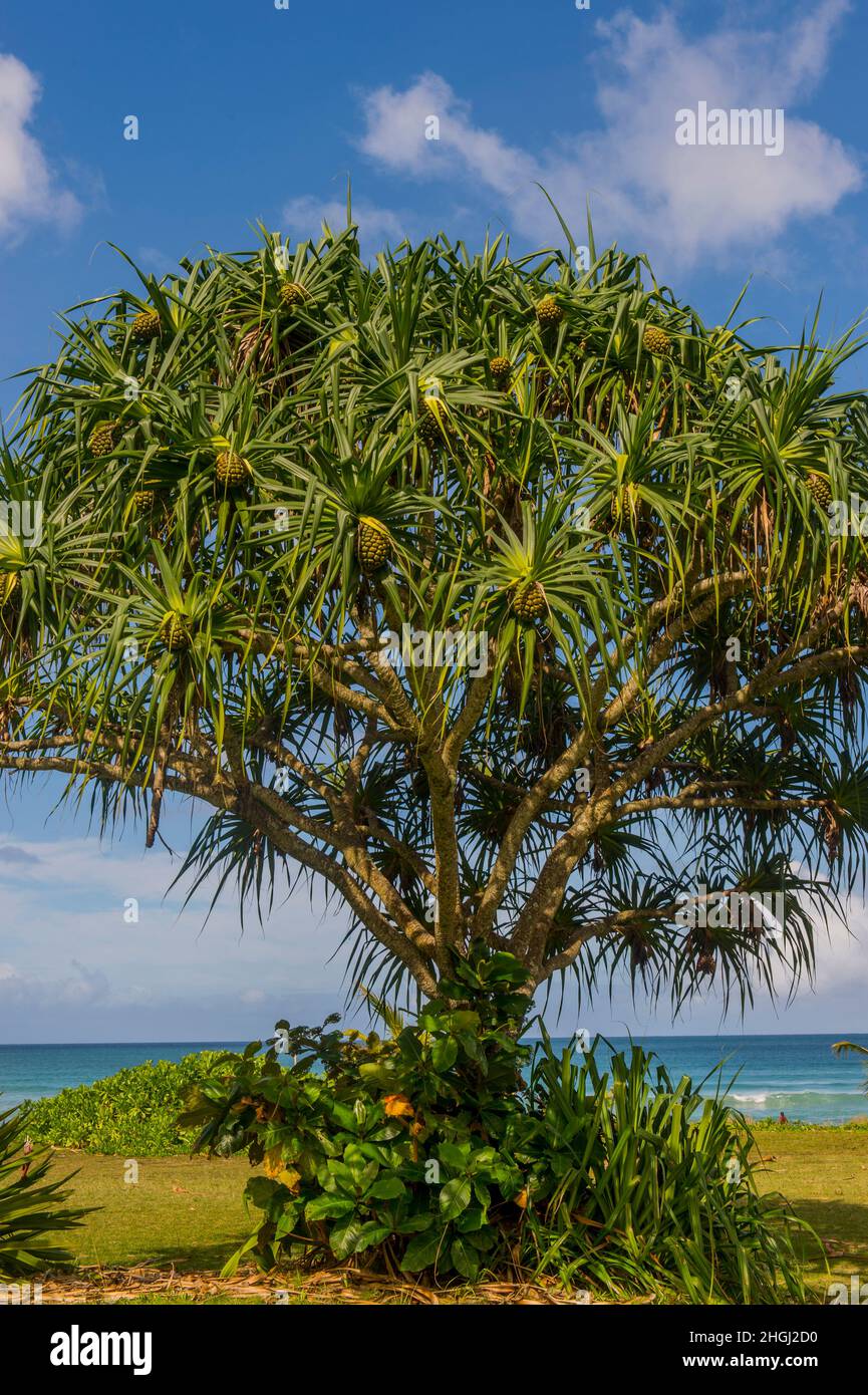 A Pandanus tree with fruits at Hanalei beach on the northern end of the Hawaiian Island of Kauai, Hawaii, USA. Stock Photo