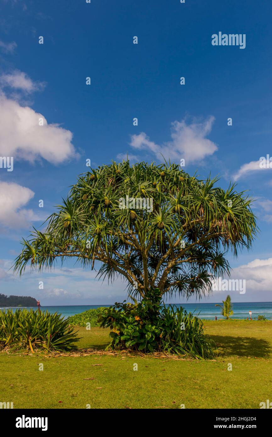 A Pandanus tree with fruits at Hanalei beach on the northern end of the