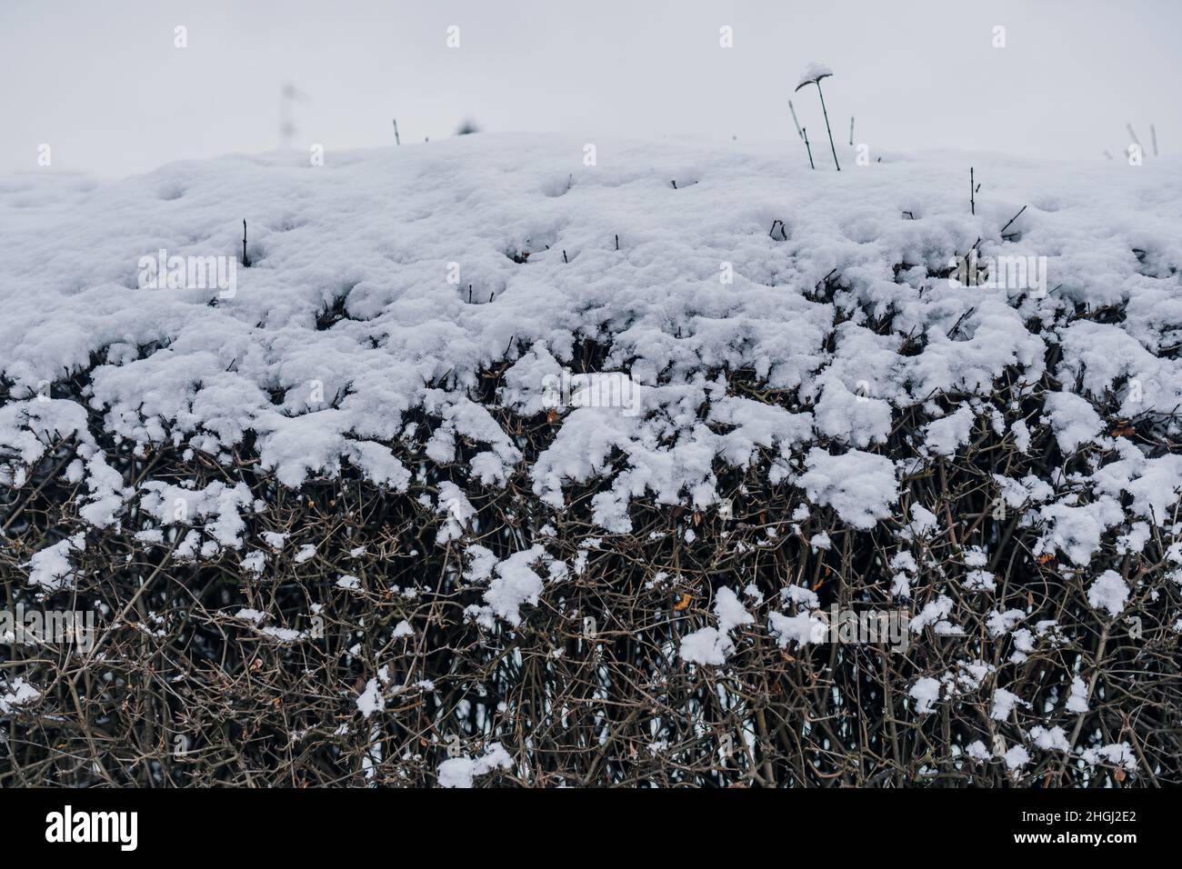 Close up of hedge covered with snow Stock Photo