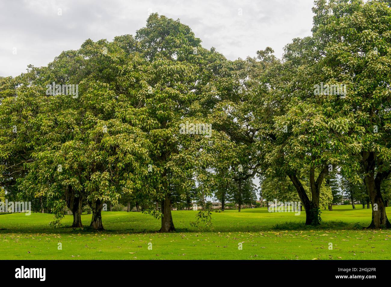 Kukui trees (Aleurites moluccana) at the Princeville Makai Golf Club on the Hawaiian Island of Kauai, Hawaii, USA. Stock Photo