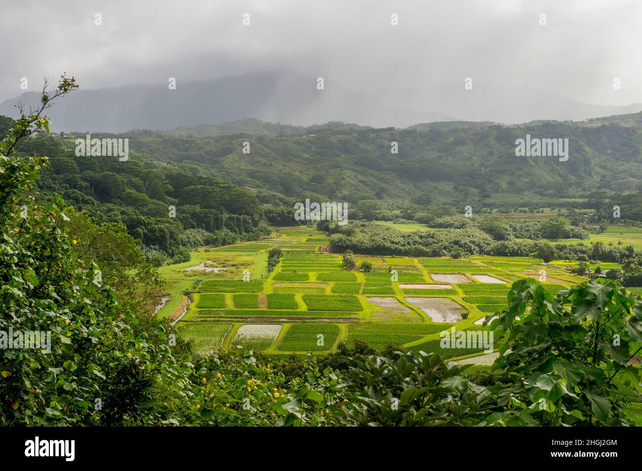 Overview of the wildlife refuge of the Hanalei Valley with Taro fields on the Hawaiian Island of Kauai, Hawaii, USA. Stock Photo