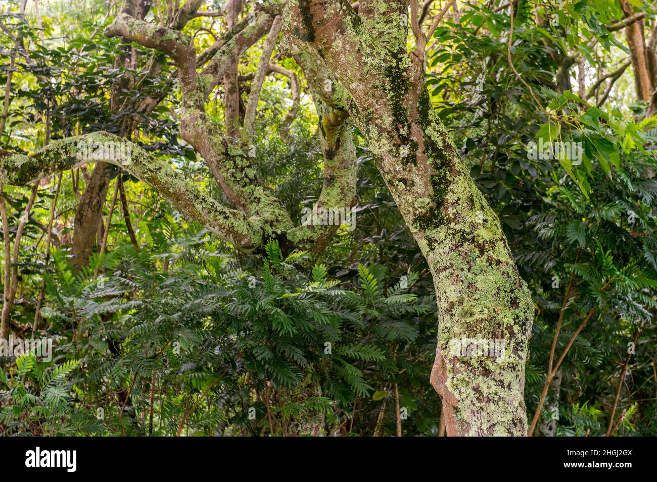 Lichens on a Kukui tree (Aleurites moluccana) at the Princeville Makai Golf Club on the Hawaiian Island of Kauai, Hawaii, USA. Stock Photo