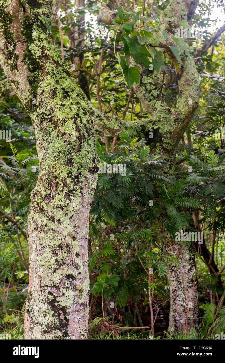 Lichens on a Kukui tree (Aleurites moluccana) at the Princeville Makai Golf Club on the Hawaiian Island of Kauai, Hawaii, USA. Stock Photo