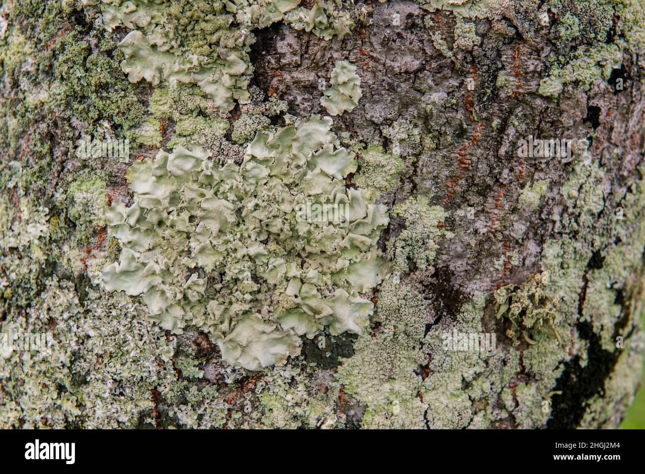 Close-up of lichens growing on the trunk of a Kukui tree (Aleurites moluccana) at the Princeville Makai Golf Club on the Hawaiian Island of Kauai, Haw Stock Photo