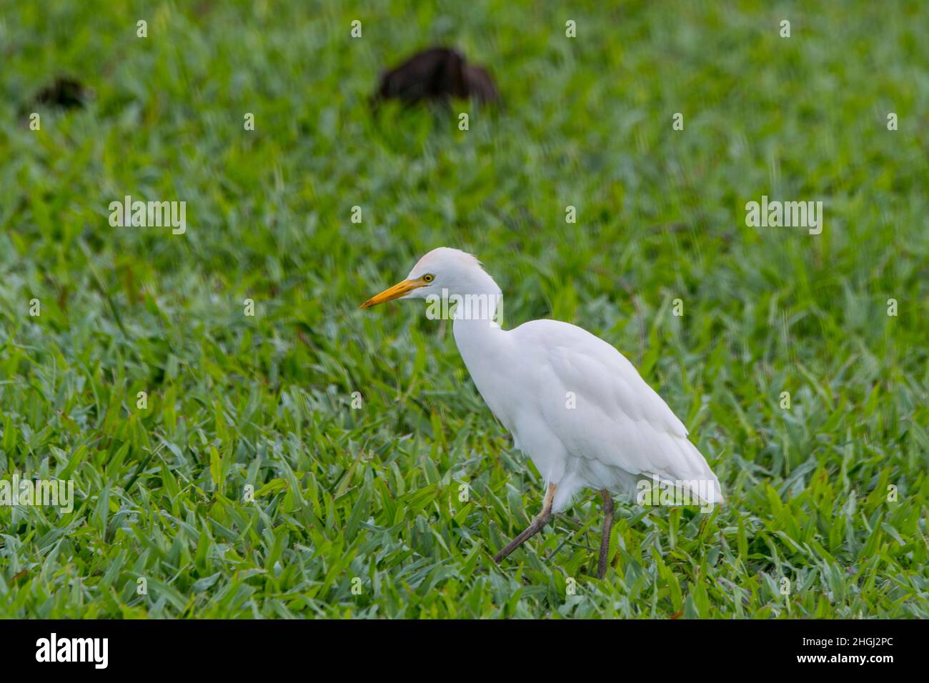 A Cattle Egret is searching for food in the grass of the Princeville Makai Golf Club on the Hawaiian Island of Kauai, Hawaii, USA. Stock Photo
