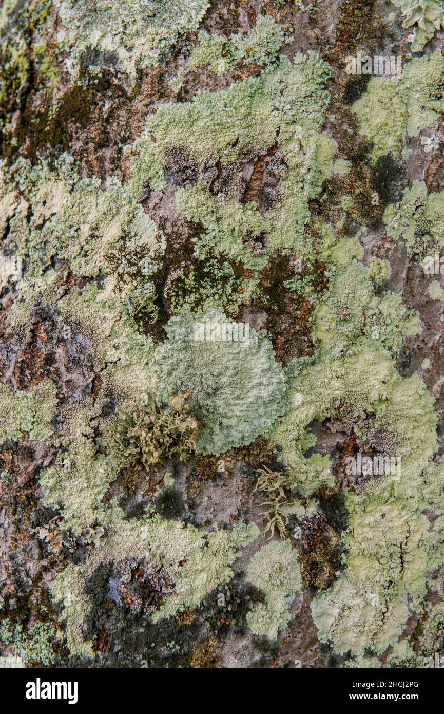Close-up of lichens growing on the trunk of a Kukui tree (Aleurites moluccana) at the Princeville Makai Golf Club on the Hawaiian Island of Kauai, Haw Stock Photo