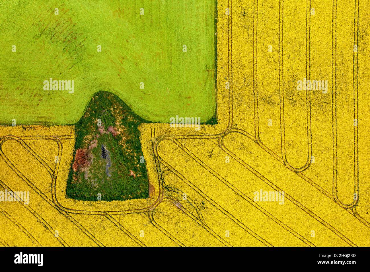 Unusual shape of meadows in the field of blooming rape, Mazury, Poland Stock Photo