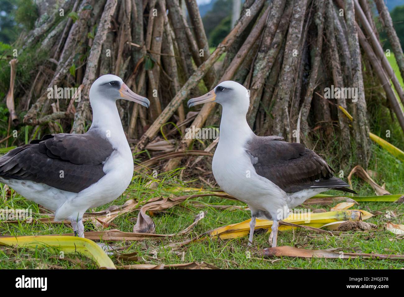 A couple of Moli, or Laysan albatrosses (P. immutabilis) (endangered species) displaying courtship behavior on the Princeville Makai Golf Club on the Stock Photo
