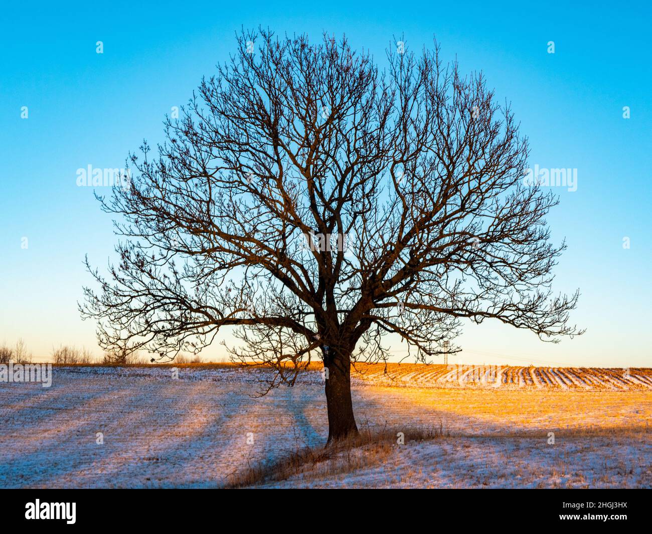 landscape with tree and snow Stock Photo - Alamy