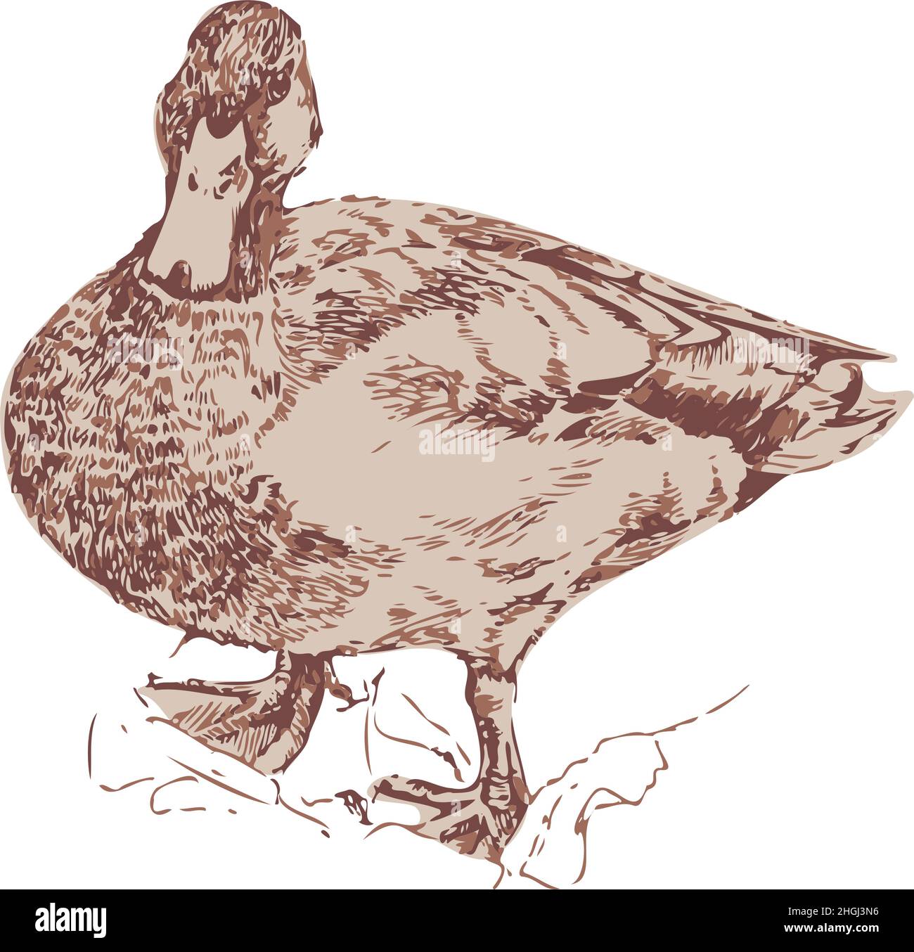 Vector illustration of duck. Hand drawn wild duck. Stock Vector
