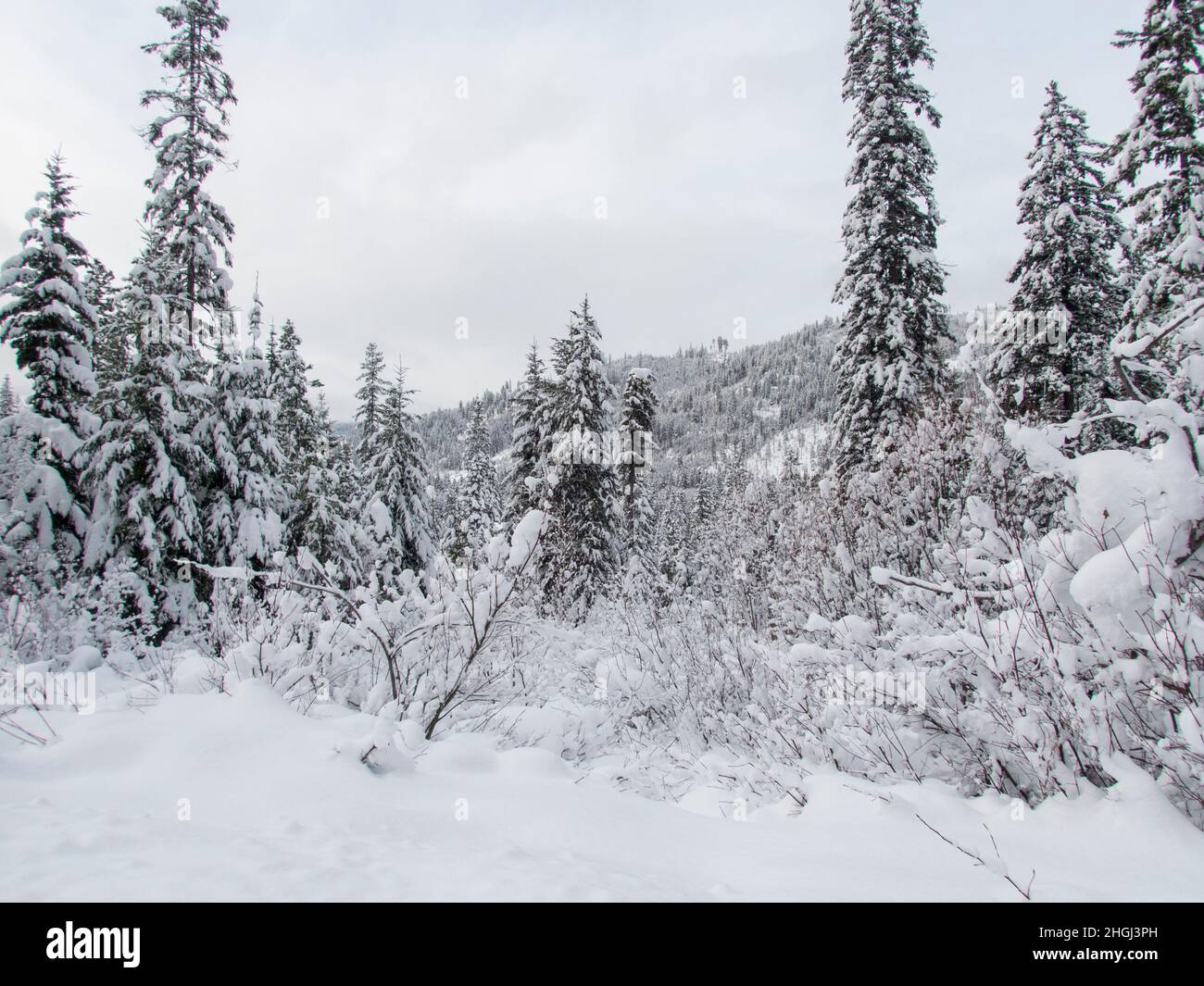 View of the snowy winter forest along highway 207 near Leavenworth in eastern Washington State, USA. Stock Photo