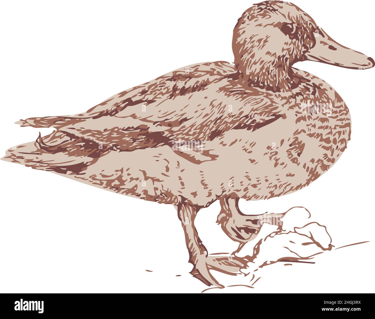Vector illustration of hand drawn duck. Isolated wild duck. Stock Vector