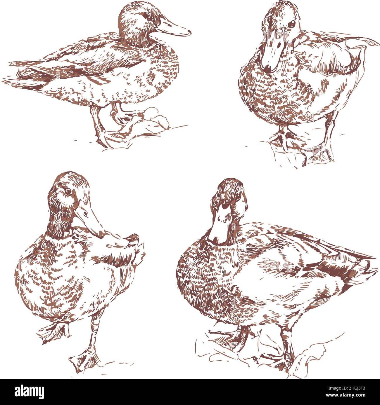 Vector illustration with collection of hand drawn ducks. Isolated wild ducks. Stock Vector