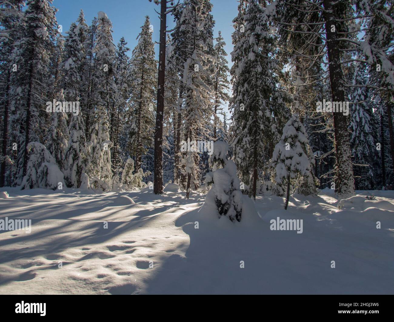 A winter scene with the snow-covered forest at Lake Wenatchee State ...