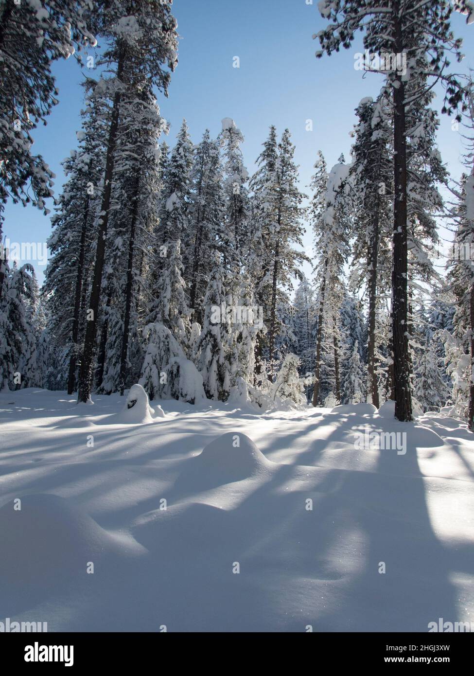 A winter scene with the snow-covered forest at Lake Wenatchee State Park in eastern Washington State, USA. Stock Photo
