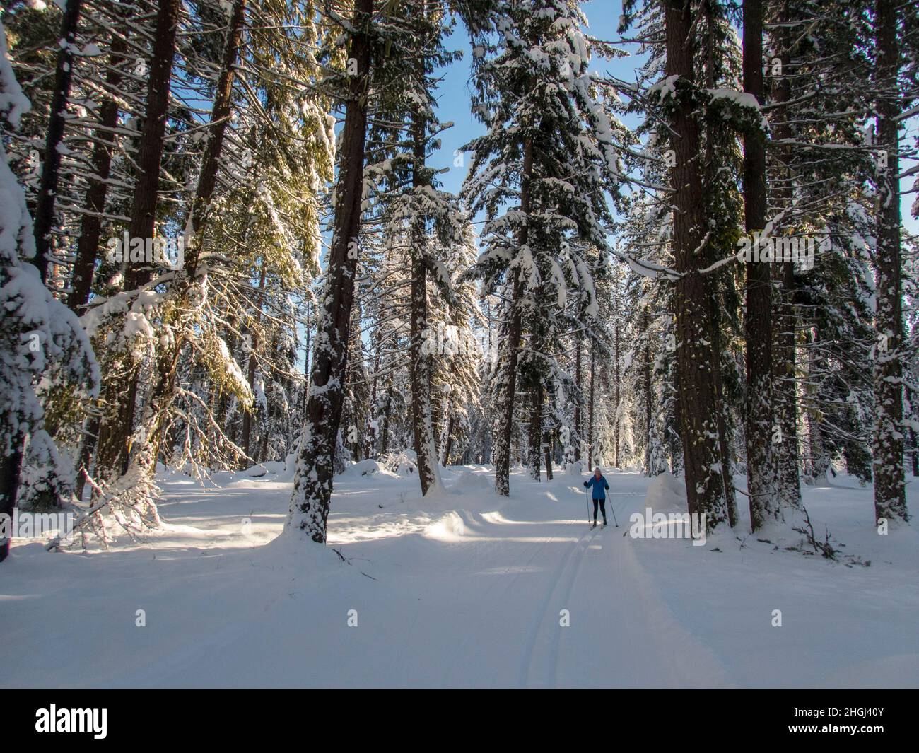 A winter scene with a woman cross-country skiing (model released) through the snow-covered forest at Lake Wenatchee State Park in eastern Washington S Stock Photo