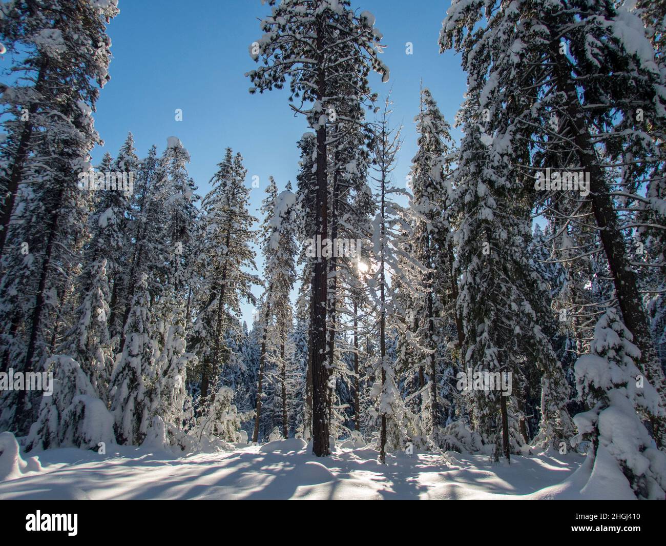 A winter scene with the snow-covered forest at Lake Wenatchee State Park in eastern Washington State, USA. Stock Photo