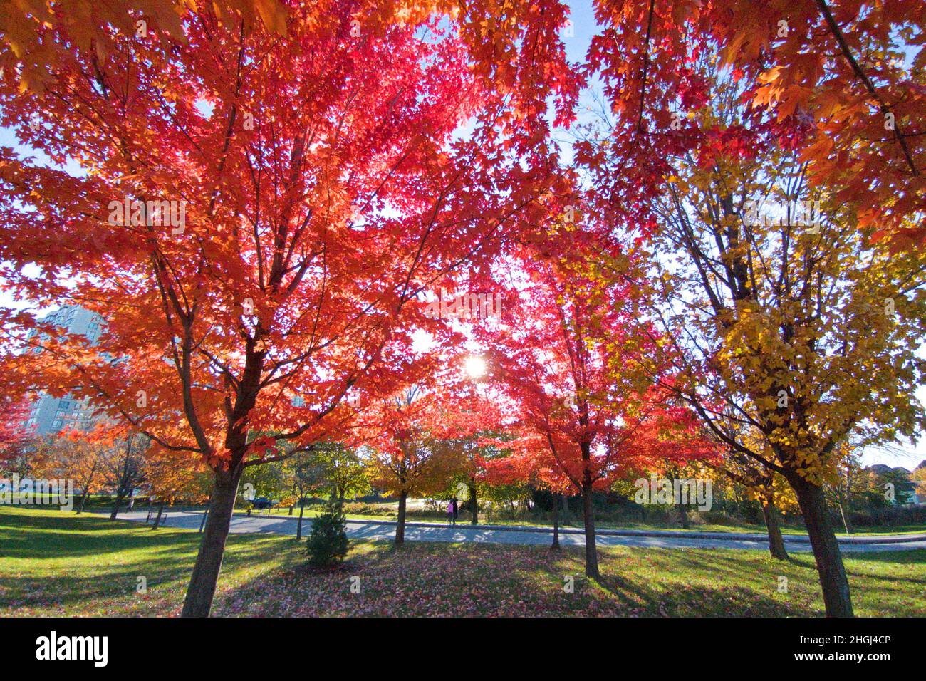 Red maple trees in the park with lens flare Stock Photo - Alamy
