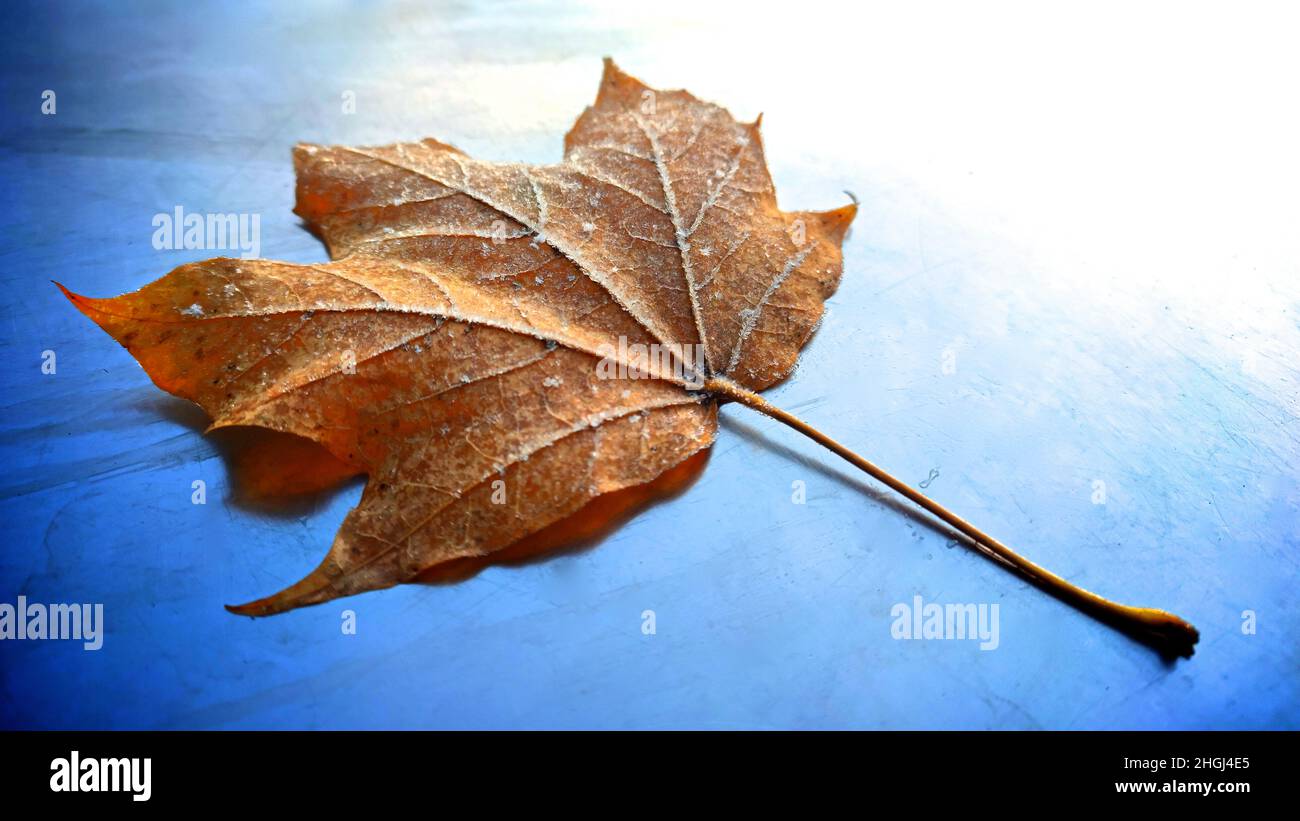 Close-up of a dry maple leaf with frost on a metallic surface Stock Photo