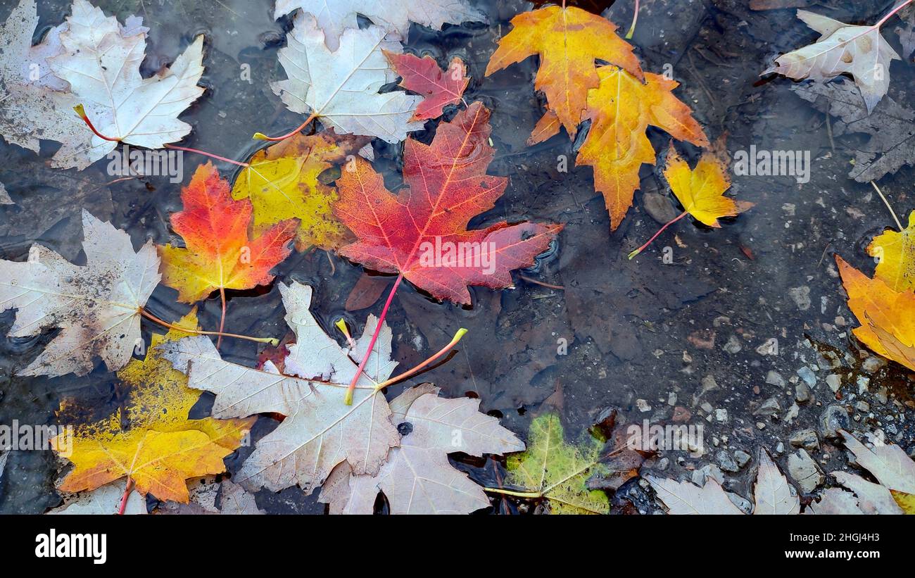 Maple leaves on a wet footpath in autumn Stock Photo