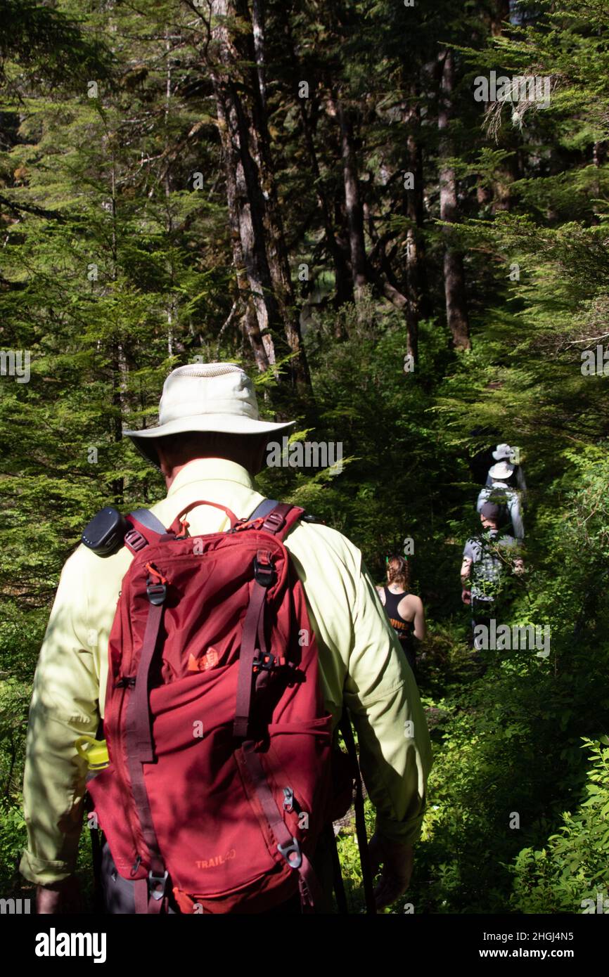 An adult hiker and his backpack follow a group into deep green forest in Alaska's wilderness Stock Photo