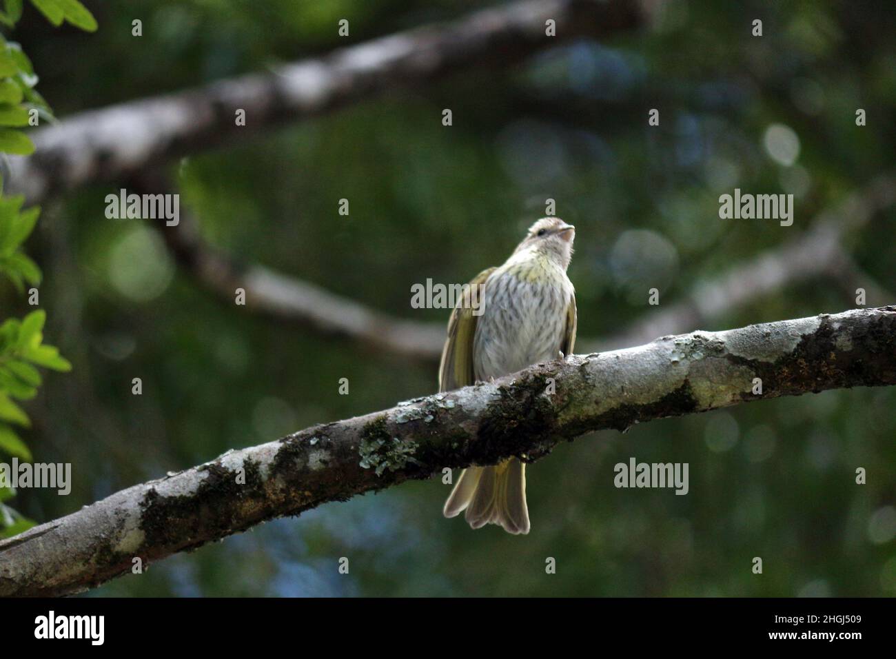 Small bird perched on tree branch. A break from your constant flights in nature. Stock Photo