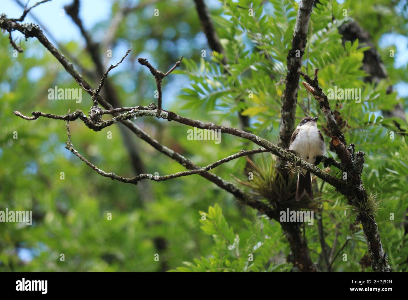 Small bird perched on tree branch. A break from your constant flights