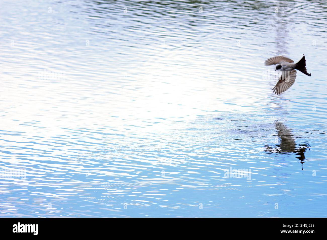 The swooping flight of a bird, with open wings, over the rippling waters of the lagoon. Stock Photo