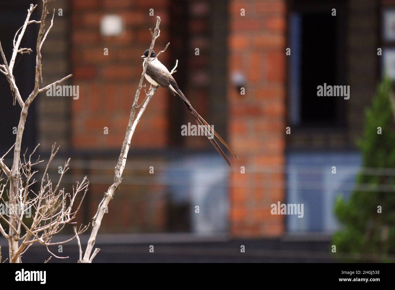 Small bird,  with a long black tail, perched on tree branch. A break from your constant flights in nature. Stock Photo