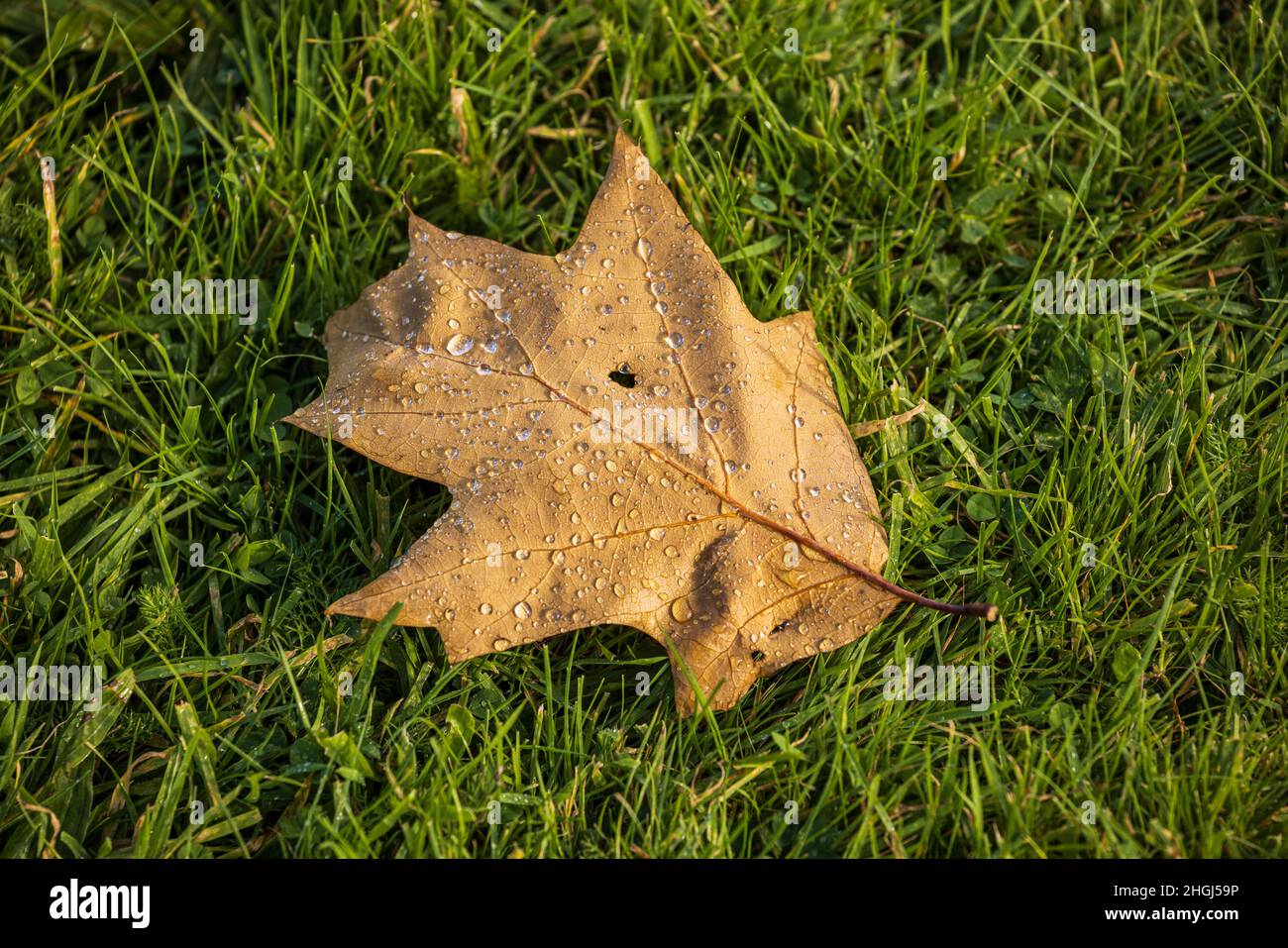 Raindrops on a leaf on the grass, Wakefield, Yorkshire, England, UK Stock Photo